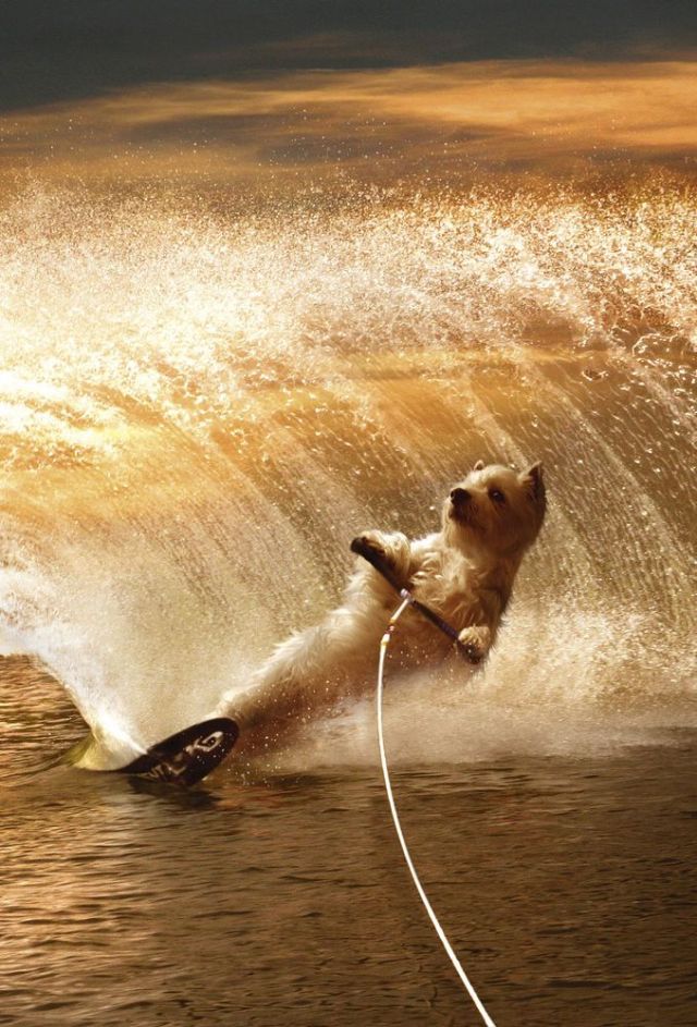 westies wakeboarding